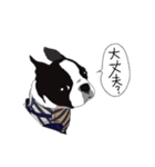 ボストンテリア同好会（個別スタンプ：17）