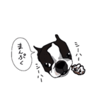 ボストンテリア同好会（個別スタンプ：23）
