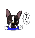 ボストンテリア同好会（個別スタンプ：24）