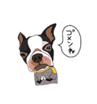 ボストンテリア同好会（個別スタンプ：34）