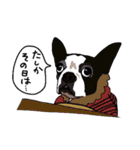 ボストンテリア同好会（個別スタンプ：38）
