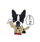 ボストンテリア同好会（個別スタンプ：39）