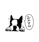ボストンテリア同好会（個別スタンプ：40）
