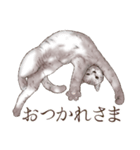 アクロバティックねこ 4（個別スタンプ：19）