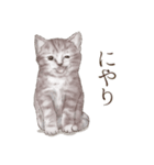 アクロバティックねこ 4（個別スタンプ：36）