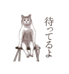 アクロバティックねこ 4（個別スタンプ：37）