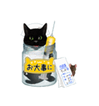 【びんねこ】黒猫バージョン（個別スタンプ：31）