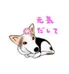 三毛犬スタンプ（個別スタンプ：1）