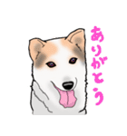 三毛犬スタンプ（個別スタンプ：2）