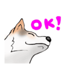 三毛犬スタンプ（個別スタンプ：3）