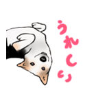 三毛犬スタンプ（個別スタンプ：6）