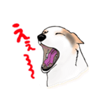 三毛犬スタンプ（個別スタンプ：8）