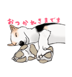 三毛犬スタンプ（個別スタンプ：10）