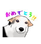 三毛犬スタンプ（個別スタンプ：11）