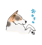 三毛犬スタンプ（個別スタンプ：12）