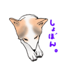三毛犬スタンプ（個別スタンプ：13）