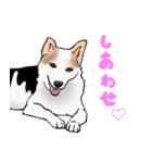 三毛犬スタンプ（個別スタンプ：14）