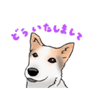 三毛犬スタンプ（個別スタンプ：16）