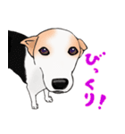三毛犬スタンプ（個別スタンプ：18）