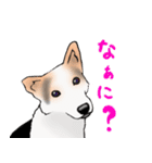 三毛犬スタンプ（個別スタンプ：19）