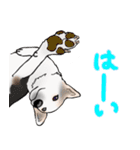 三毛犬スタンプ（個別スタンプ：20）