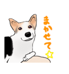 三毛犬スタンプ（個別スタンプ：23）