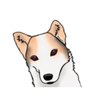 三毛犬スタンプ（個別スタンプ：24）