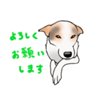 三毛犬スタンプ（個別スタンプ：25）