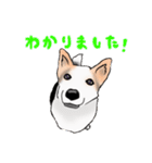 三毛犬スタンプ（個別スタンプ：27）