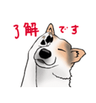 三毛犬スタンプ（個別スタンプ：28）