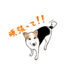 三毛犬スタンプ（個別スタンプ：29）