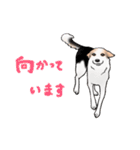 三毛犬スタンプ（個別スタンプ：30）