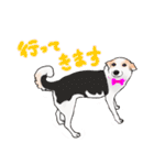 三毛犬スタンプ（個別スタンプ：31）