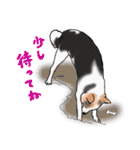 三毛犬スタンプ（個別スタンプ：34）