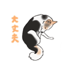 三毛犬スタンプ（個別スタンプ：36）