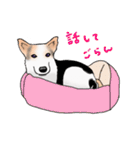 三毛犬スタンプ（個別スタンプ：39）