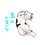 三毛犬スタンプ（個別スタンプ：40）