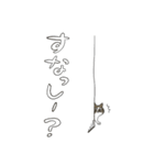 ごまねこ（個別スタンプ：6）