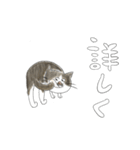 ごまねこ（個別スタンプ：37）