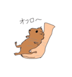 あなたはモルモットを知っている？（個別スタンプ：3）