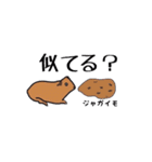 あなたはモルモットを知っている？（個別スタンプ：12）