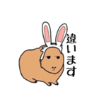 あなたはモルモットを知っている？（個別スタンプ：13）