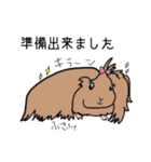 あなたはモルモットを知っている？（個別スタンプ：17）