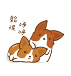 Corgi Dog KaKa - Good Friends（個別スタンプ：1）