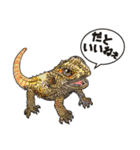 Pogona（個別スタンプ：1）