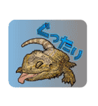 Pogona（個別スタンプ：4）