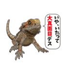 Pogona（個別スタンプ：5）