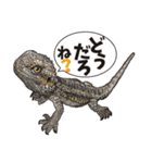 Pogona（個別スタンプ：11）