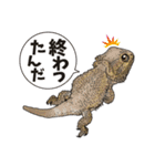 Pogona（個別スタンプ：13）