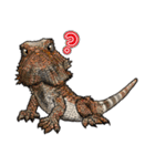 Pogona（個別スタンプ：15）